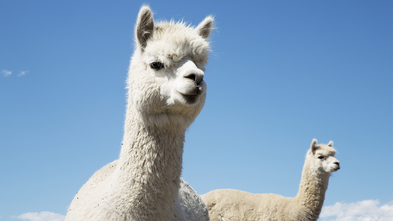 Exportadoras de ropa de lana de alpaca a China ganarían US$ 1.5 millones  anuales, ECONOMIA