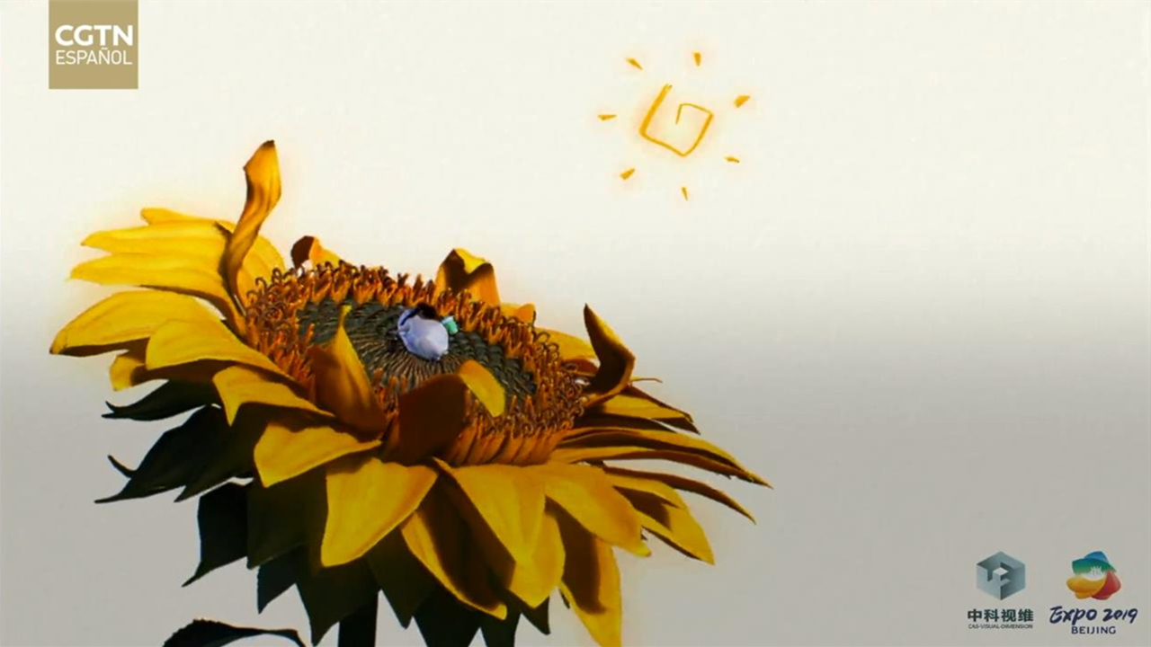 Los secretos de la flor: ¿Por qué los girasoles buscan el sol? - CGTN en  Español